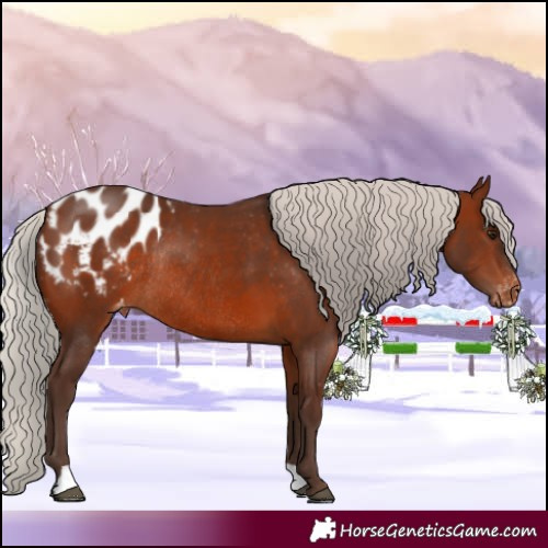 Horse Color:Silver Brown Appaloosa Rabicano 