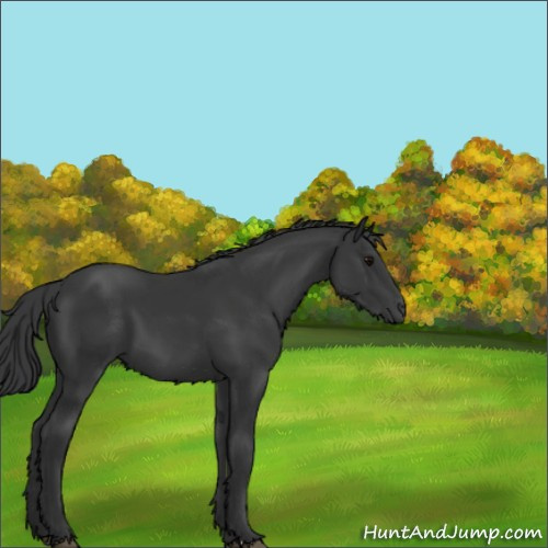 Horse Color:Black 