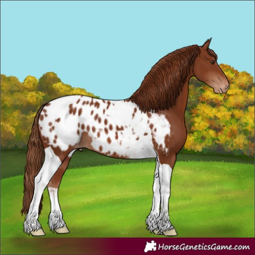 Horse Color:Chestnut Tobiano Appaloosa 