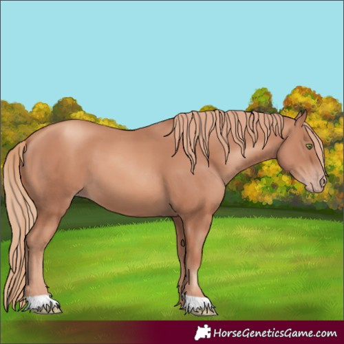 Horse Color:Gold Champagne 