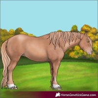 Horse Color:Gold Champagne 