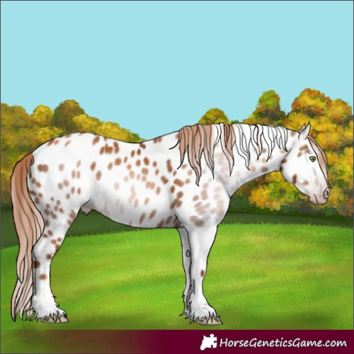 Horse Color:Gray Gold Champagne Leopard Rabicano 