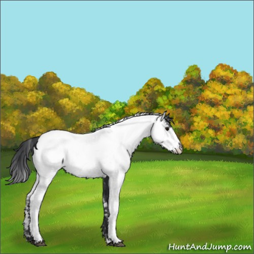 Horse Color:Black Fewspot 