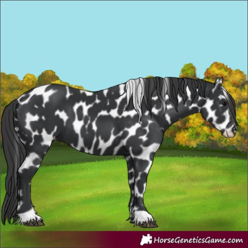Horse Color:Black Appaloosa 