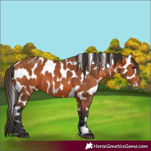 Horse Color:Bay Appaloosa 