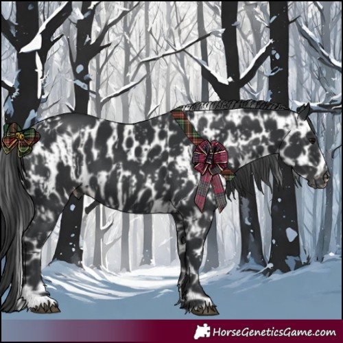 Horse Color:Black Appaloosa  and Black Appaloosa 