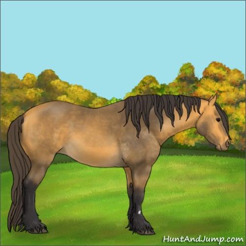 Horse Color:Buckskin