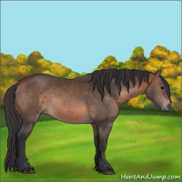 Horse Color:Brown 