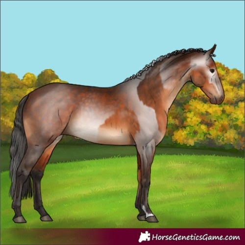Horse Color:Bay  and Gray Bay 