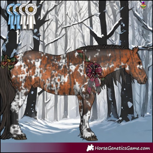 Horse Color:White Spotted Smoky Black  and White Spotted Bay 