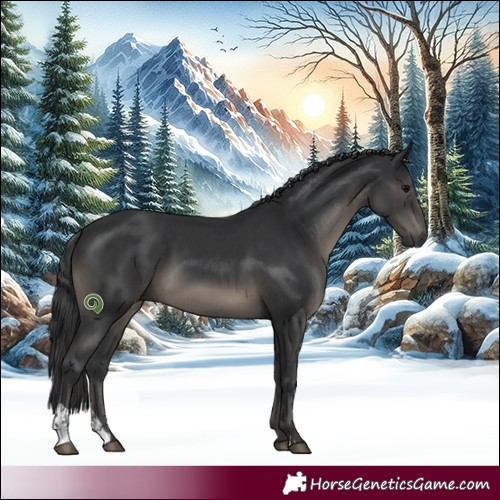 Horse Color:Black and Black