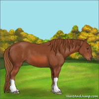 Horse Color:Chestnut 