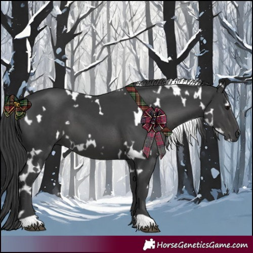 Horse Color:White Spotted Black