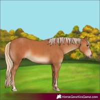 Horse Color:Chestnut  and Chestnut 