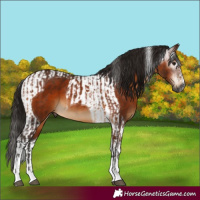 Horse Color:Gray Bay and Gray Bay Tobiano