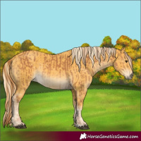 Horse Color:Chestnut and Palomino