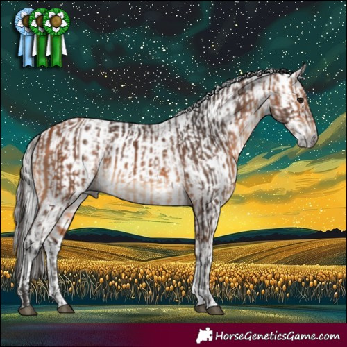 Horse Color:Bay  and Gray White Spotted Bay Appaloosa 