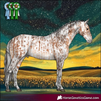 Horse Color:Bay and Gray White Spotted Bay Appaloosa