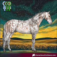 Horse Color:Bay  and Gray White Spotted Bay Appaloosa 