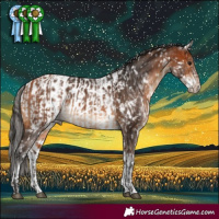 Horse Color:Bay  and Gray White Spotted Bay Appaloosa 