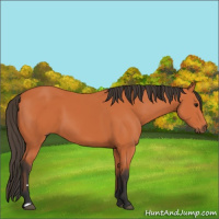 Horse Color:Bay 