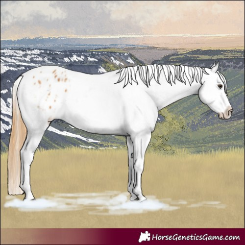 Horse Color:Chestnut Appaloosa 