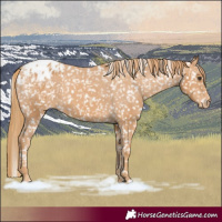 Horse Color:Chestnut Appaloosa 
