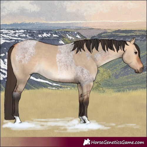 Horse Color:Bay Roan  and Bay Dun 