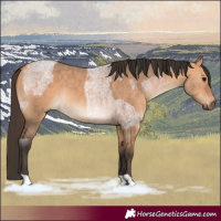 Horse Color:Bay Roan  and Bay Dun 