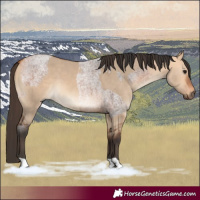 Horse Color:Bay Roan  and Bay Dun 