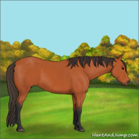 Horse Color:Bay 