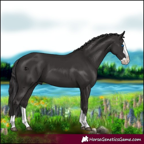 Horse Color:Smoky Black Splash