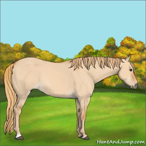 Horse Color:Red Dun 