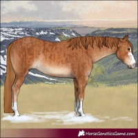 Horse Color:Chestnut  and Chestnut Rabicano 
