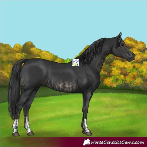 Horse Color:Black  and Black 