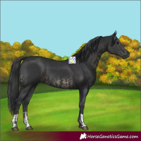 Horse Color:Black  and Black 