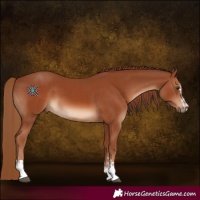 Horse Color:Chestnut and Chestnut