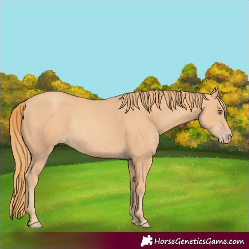 Horse Color:Gold Champagne Rabicano