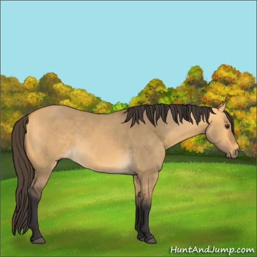 Horse Color:Buckskin Dun