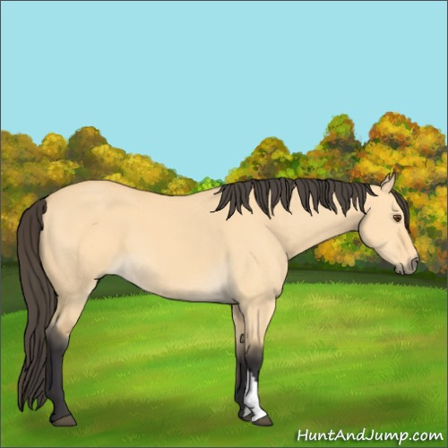 Horse Color:Buckskin Dun