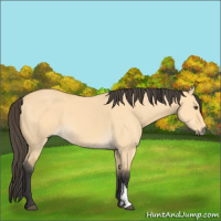 Horse Color:Buckskin Dun