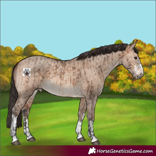 Horse Color:Brown Dun  and Sable Champagne Dun 