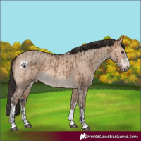 Horse Color:Brown Dun and Sable Champagne Dun