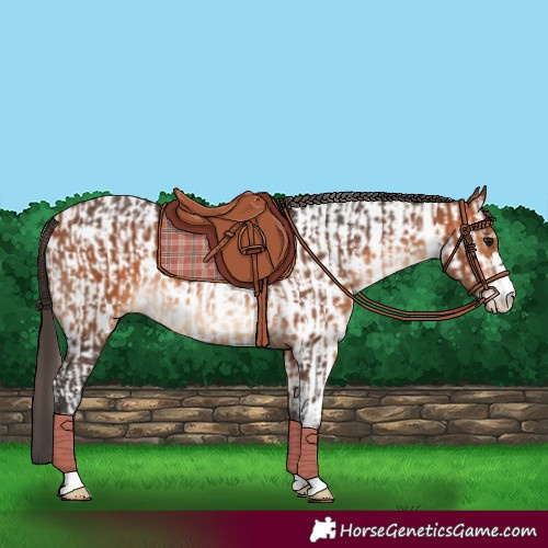Horse Color:Bay and Bay Appaloosa