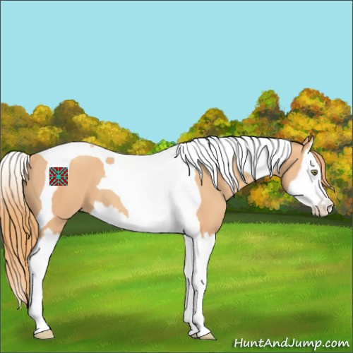 Horse Color:Gold Champagne Splash Tobiano