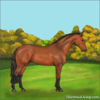 Horse Color:Bay 