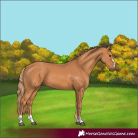 Horse Color:Chestnut 