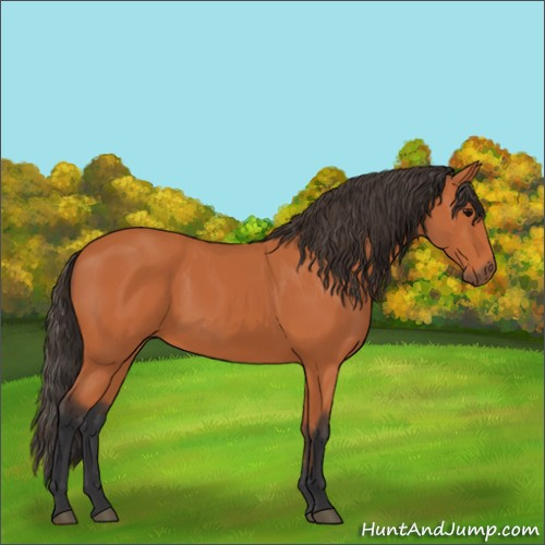 Horse Color:Bay 