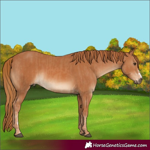 Horse Color:Chestnut and Chestnut