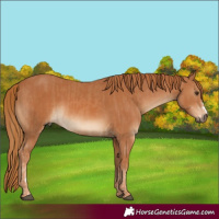 Horse Color:Chestnut and Chestnut